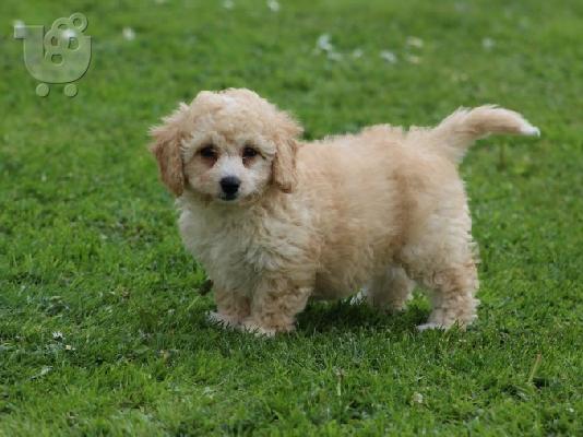 PoulaTo: Cavapoo Red